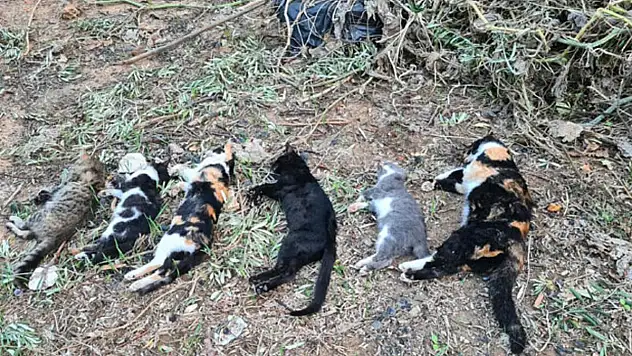 Edirne'de boş arazide ölü 15 kedi bulundu