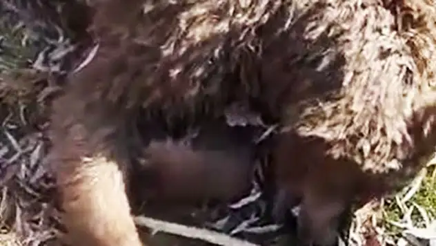 Elinde telefonuyla ayının yanına kadar yaklaştı!.. Panikledi, sonrasında…