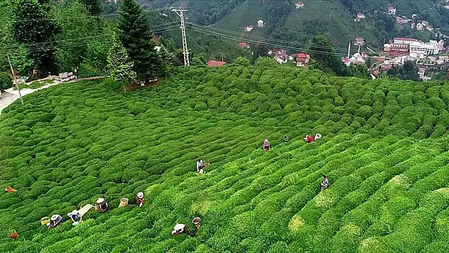 En Çok Tercih Edilen Çay Markasından Yeni Zam Açıklaması