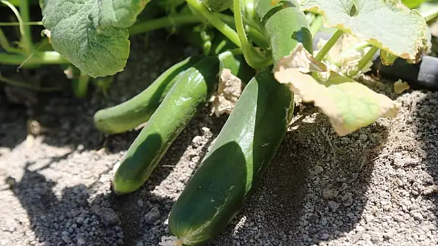 Ereğli'de organik tarım hasada hazırlanıyor