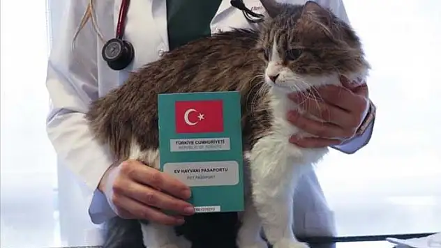 Ev hayvanlarının dijital kimliklendirilmesinde yarın son gün