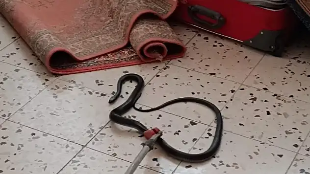 Eve giren yılan itfaiye ekiplerince yakalandı!