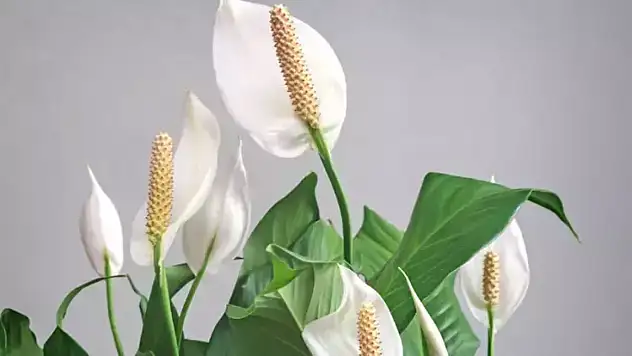 Evinizi Güzelleştiren Zarafet: Barış Çiçeği Bakımı