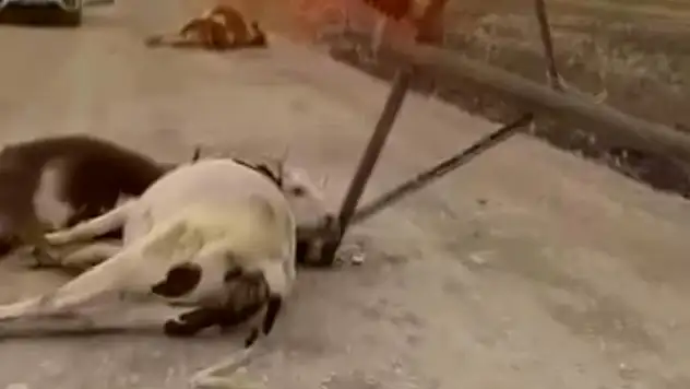 Fırtına faciaya yol açtı: 6 inek telef oldu