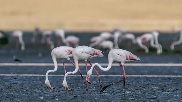 Flamingolar Tuz Gölü'ne geri döndü: Sayıları alarm veriyor!