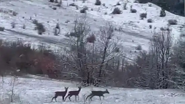 Giresun'dan geldiler, Erzincan'da görüntülendiler