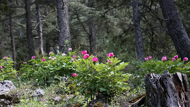 Görenleri mest eden, koparanları kahreden o çiçek açtı