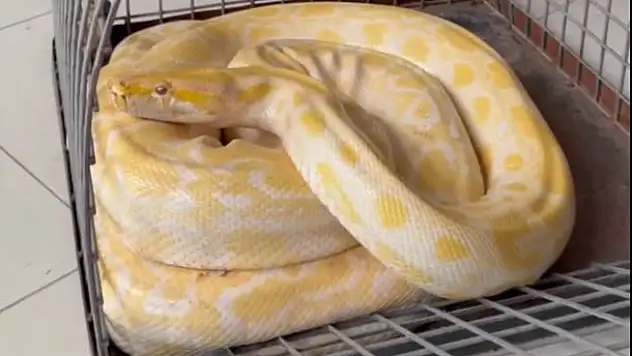 Gösteride kullanılan yılana el konuldu: Konya'da koruma altına alınacak