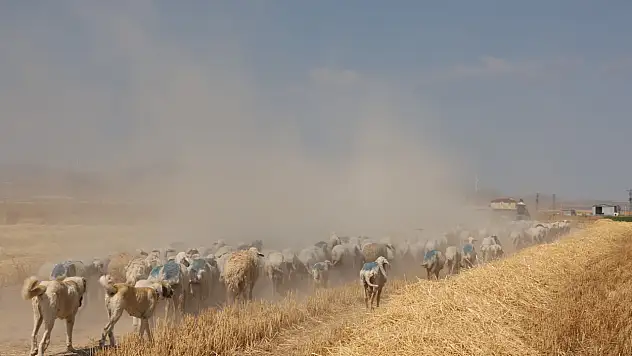 Gün doğumuyla birlikte Konya'da binlerce yıllık gelenek yeniden başlıyor