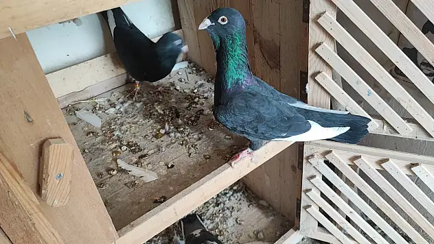 Güvercinlerini bulana tam 20 bin TL verecek!