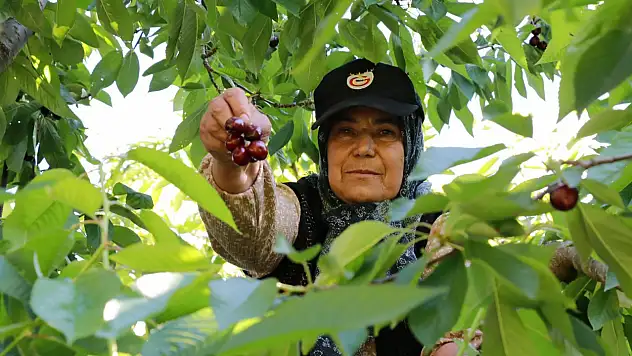 Hadim'de kiraz üreticileri üzgün: Yüzde 90 oranında azalma var!