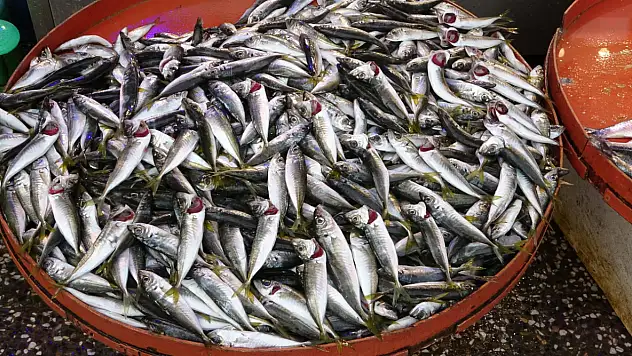 Hamsi azalışa geçti, istavrit fiyatıyla şaşırttı