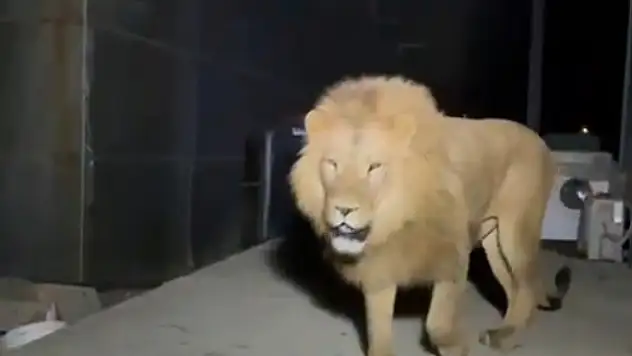 Hayvanat bahçesinden kaçan aslanla ilgili açıklama geldi