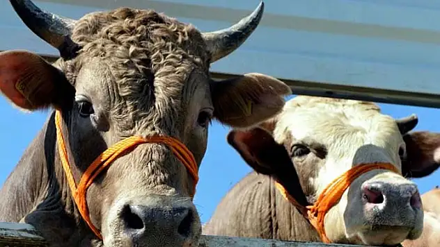 Hayvansal üretim yapan küçük aile işletmelerine destek sağlanacak