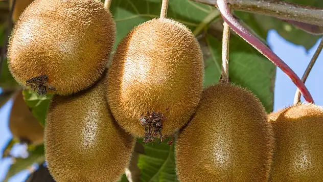 Her gün 1 tane  kivi yersek ne olur? 14 günlük kivi deneyi sosyal medyada gündem oldu