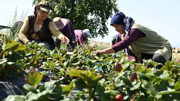 Hüyük Çileği'nde hasat zamanı!