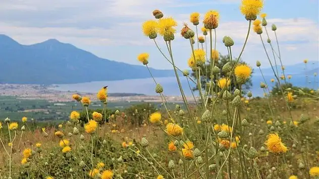 İlk defa Konya'da keşfedildi! Şifası mucizevi ama geleceği