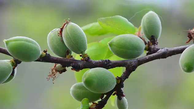 İlk kayısı çağlası görüldü!
