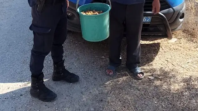 İncir bahçelerine hırsız dadandı