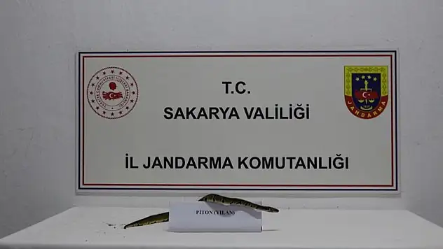İş yerinde kraliyet pitonu ele geçirildi!