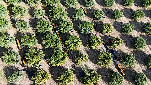 İşçiler greve girdi, mahsul dalında kaldı! Kilosu 3 liradan satılıyor