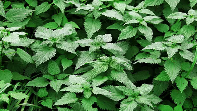 Isırgan otu neye iyi gelir? Isırgan otu ne için kullanılır?