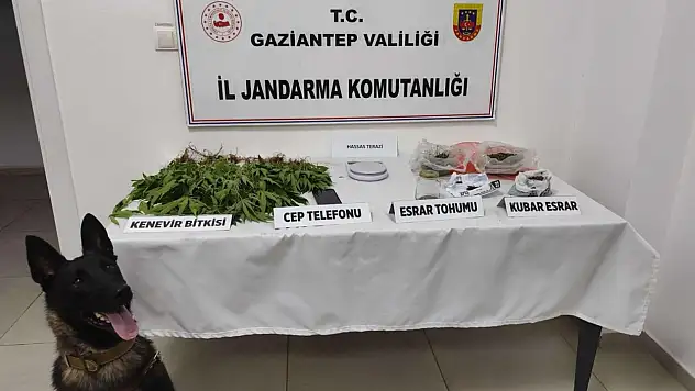 Jandarma zehir tacirlerine göz açtırmıyor!