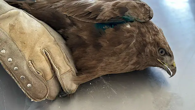 Jandarmanın yaralı halde bulduğu şahin tedaviye alındı