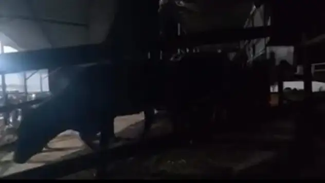 Kaçak hayvan sevkiyatına milyon liralık ceza: Onlarca pasaportsuz yakalandı!