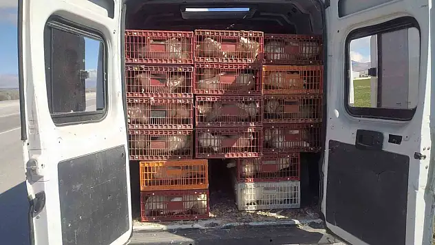 Kaçak tavuk taşımacısına yüksek cezai işlem
