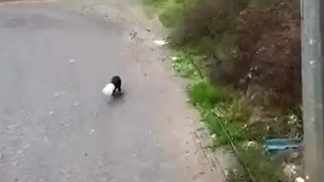 Kafası yoğurt kabına sıkışan yavru köpeğin imdadına kamyon sürücüsü yetişti!