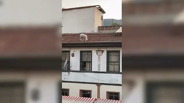 Kahvehanede oyun oynarken şaşkına döndüler, hemen telefona sarıldılar