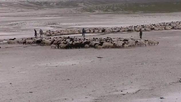 Kamyon devrildi 55 küçükbaş hayvan telef oldu