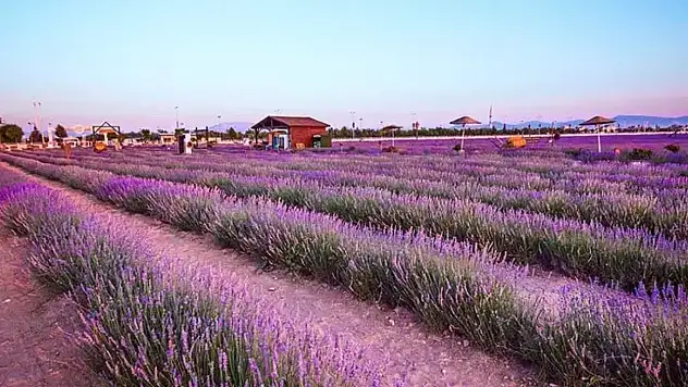 Karatay Lavanta Bahçesi ziyaretçilerini ağırlıyor