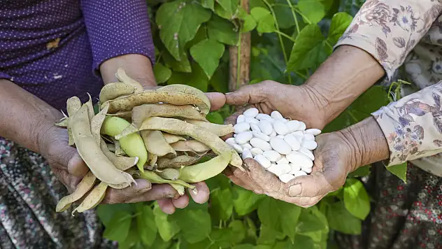 Kaybolmaya yüz tutan ata tohumları yeniden hayat buldu