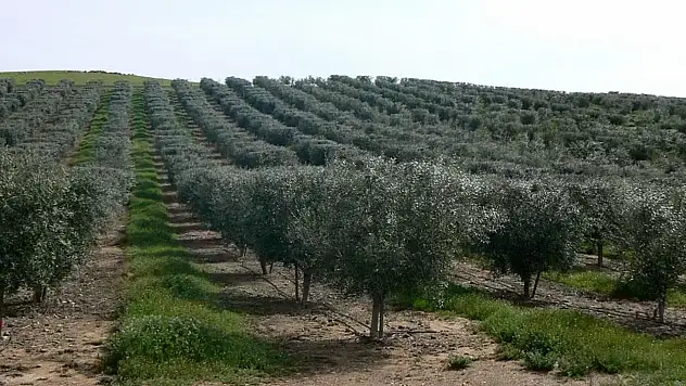 Kayıp Alzheimer hastası zeytinlik alanda ölü bulundu