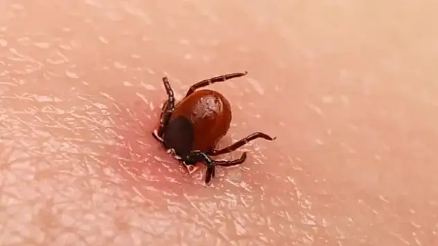 Kene bir kişiyi daha hayattan kopardı
