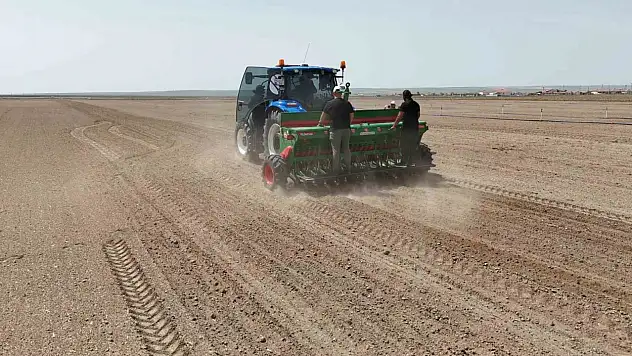 Kenevir ekimi başladı