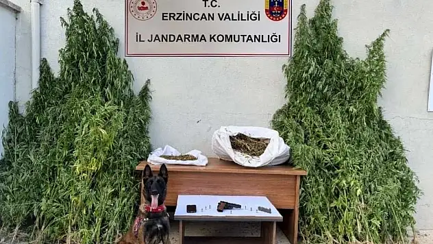Kenevir operasyonunda 1 gözaltı!
