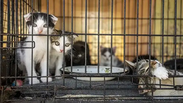 Kesip satmak için 2 bin 700 kediyi çalan şebeke çökertildi