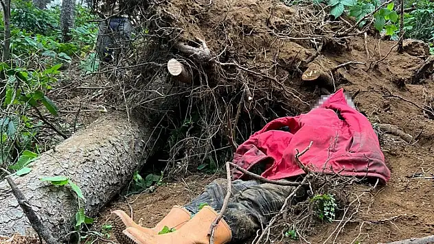 Kestiği ağaç sonu oldu