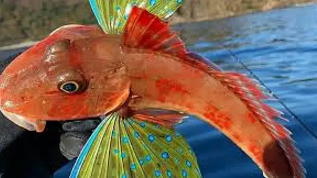 Kırlangıç Balığı Nasıl Avlanır ve Pişirilir?