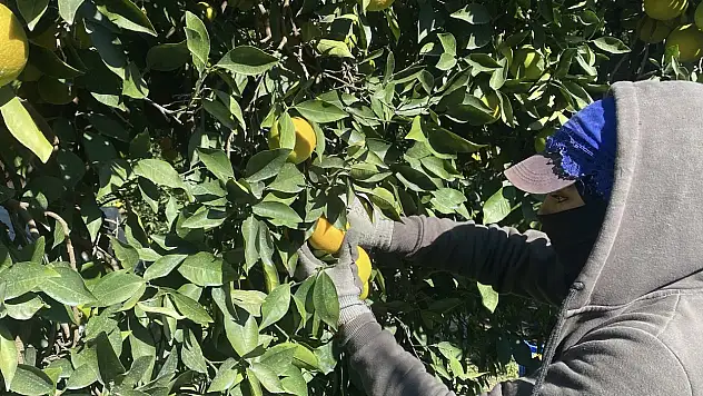 Kışın vazgeçilmezi narenciyede hasat başladı