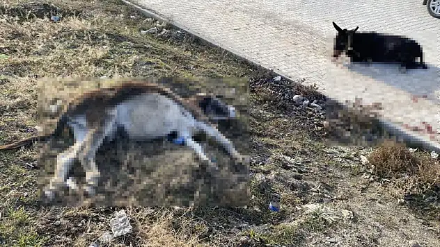 Konya Ankara Kara yolu üzerinde kaza: Başıboş eşeklere tır çarptı!