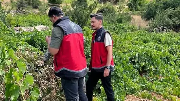 Konya bağlarında 'Salkım Güvesi' denetimi