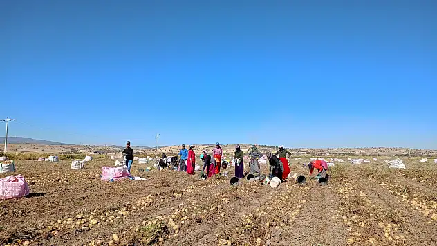 Konya bu ürünün üretiminde ilk 5'te! Ancak bir sorun var...