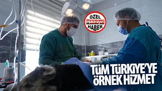 Konya Büyükşehir'den Sokak Hayvanlarına Örnek Hizmet: Türkiye'ye Model Hayvan Hastanesi