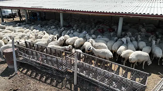 Konya Büyükşehir'den ücretsiz veteriner desteği