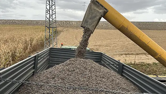 Konya çiftçisi çerezlik ayçiçeğine yöneldi: Rekolte 100 bin tonun üzerinde!
