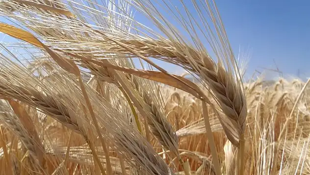 Konya çiftçisi kuraklığa karşı arpayı seçti